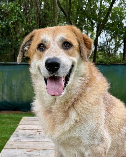 Photo of Max, adoptable Great Pyrenees in Fort Walton Beach, Florida