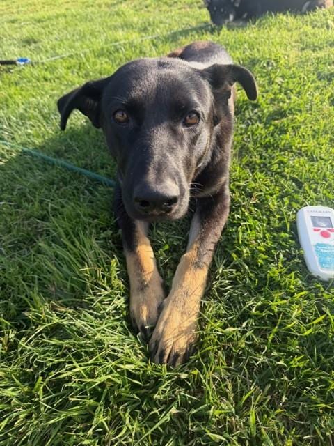 Photo of A375578, adoptable German Shepherd Dog in Stockton, California