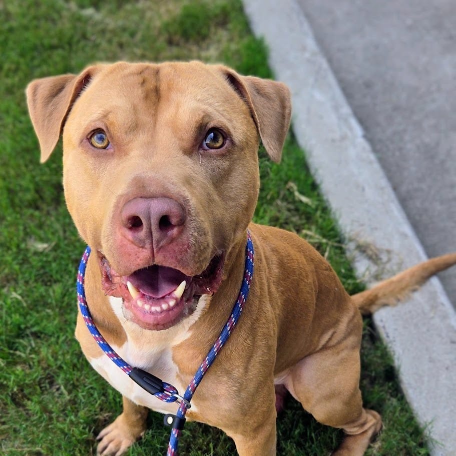 Photo of Logan, adoptable Mixed Breed in Douglasville, Georgia