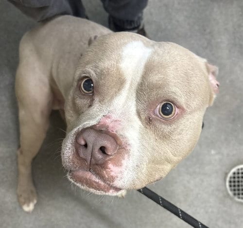 Photo of Timbo, adoptable Pit Bull Terrier in Forestville, Maryland