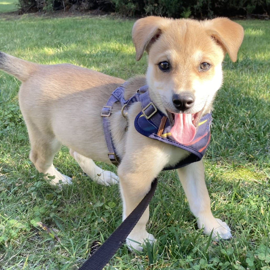 Photo of Baxter, adoptable Terrier / Mixed Breed (Medium) in Spokane, Washington