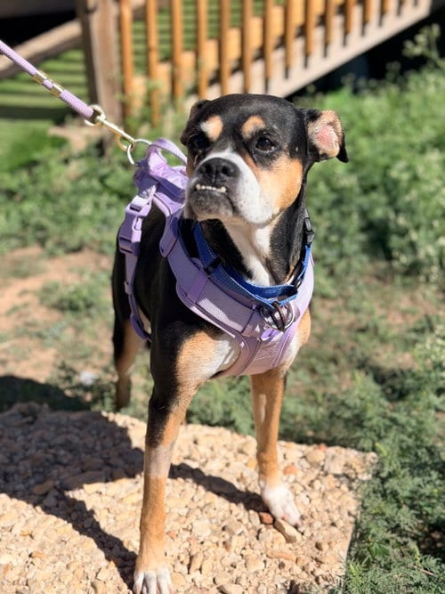 Photo of Trixie, adoptable English Bulldog in Pipe Creek, Texas