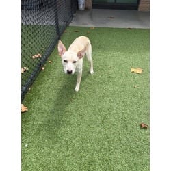 Photo of Zephryn, adoptable Labrador Retriever in Baton Rouge, Louisiana