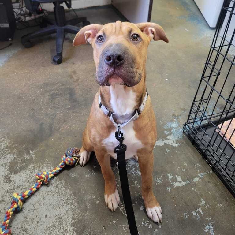 Photo of Winnie K9, adoptable Terrier, Pit Bull / Pei, Shar in Union, Missouri