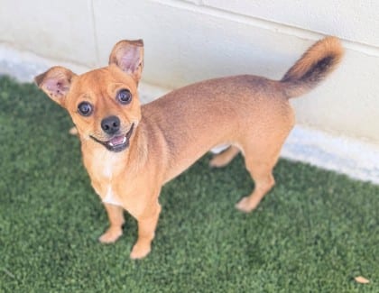 Photo of Louie, adoptable Chihuahua, Short Coat/Pug in Bakersfield, California