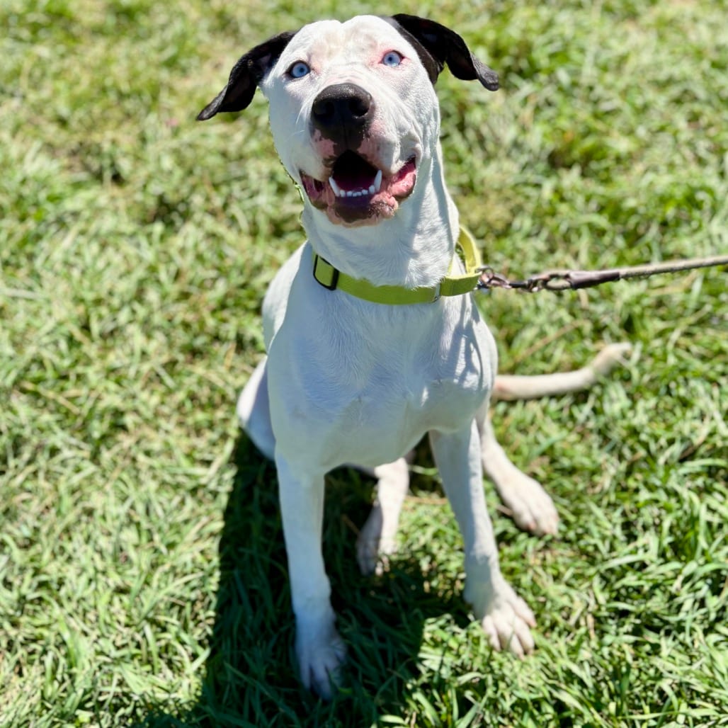 Photo of Bruno, adoptable Terrier, American Pit Bull in Glenwood Springs, Colorado