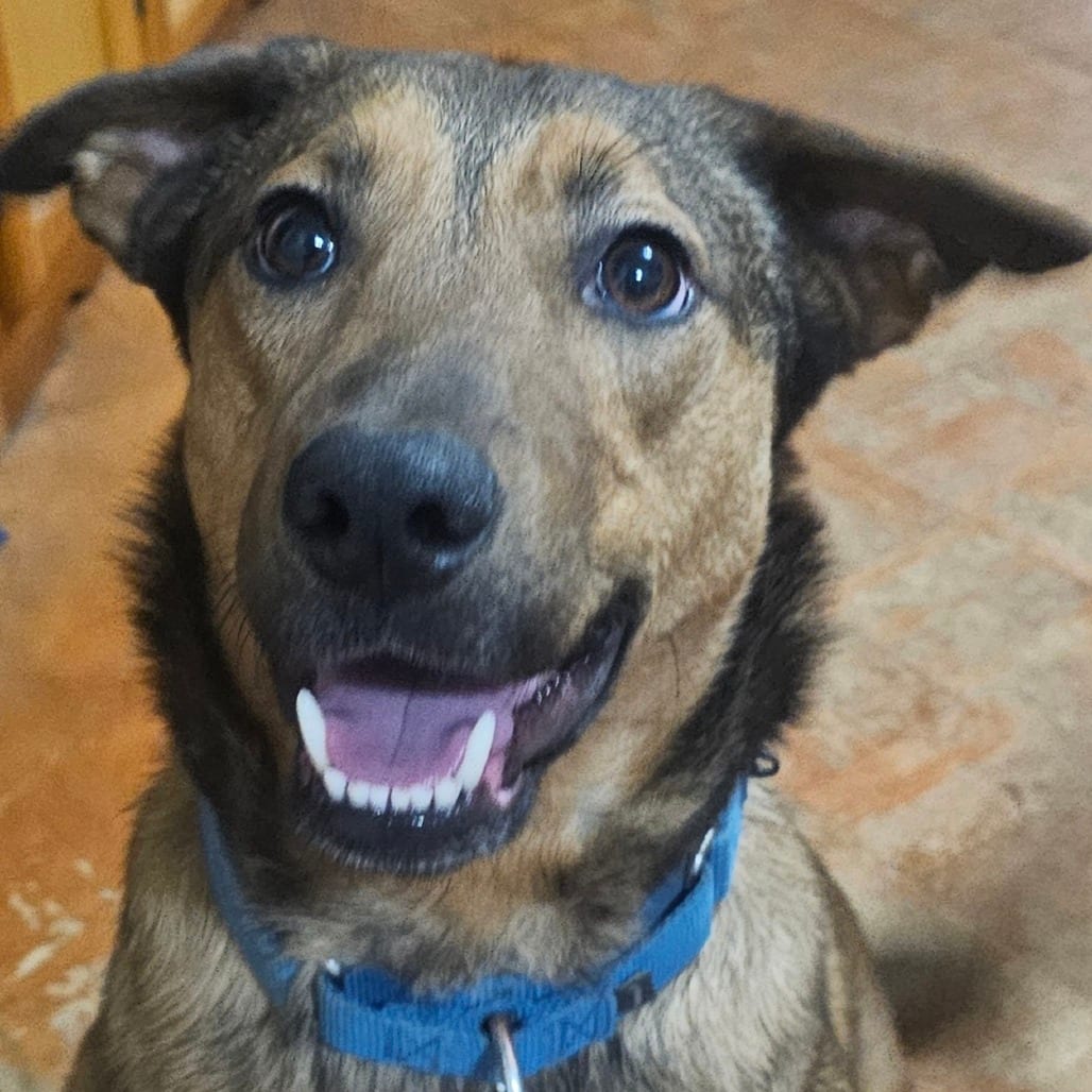 Photo of Buster, adoptable Shepherd, German / Mixed Breed (Medium) in Dallas, Texas