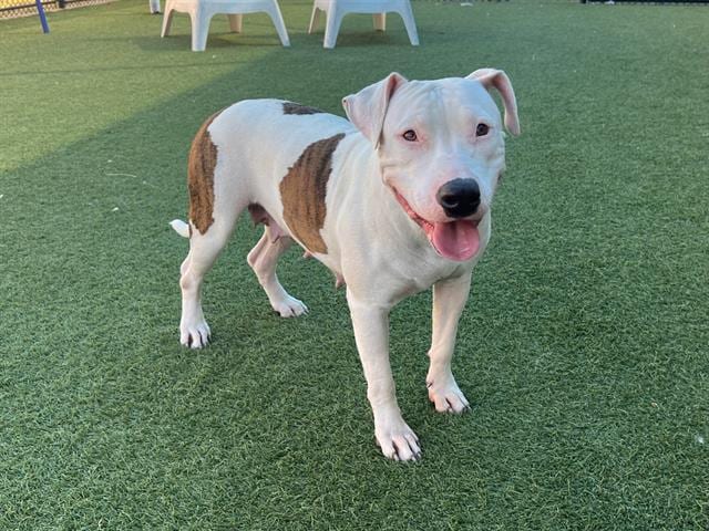 Photo of Candy, adoptable Mixed Breed