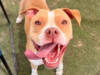 Photo of Quinn, adoptable dog in Georgetown, Texas