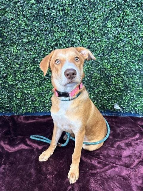 Photo of Carver, adoptable Labrador Retriever in Corpus Christi, Texas