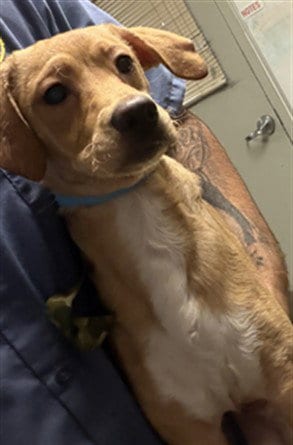 Photo of Max, adoptable Golden Retriever in Van Nuys, California