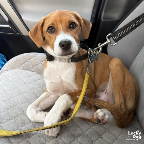 Photo of Bambino, adoptable Retriever in Washington, District of Columbia
