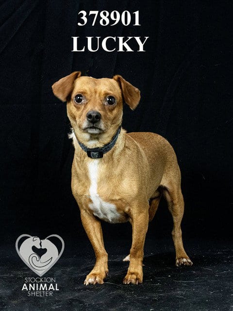 Photo of Lucky, adoptable Chihuahua in Stockton, California