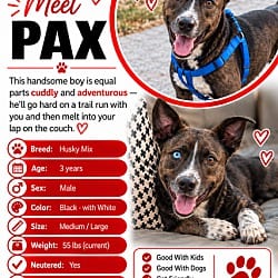 Photo of Pax, adoptable Husky Terrier (Unknown Type, Medium) in Roswell, Georgia