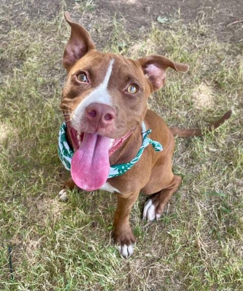 Photo of Nyla, adoptable Pit Bull Terrier in Tulsa, Oklahoma