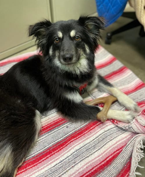 Photo of Misty, adoptable Australian Shepherd in Estherville, Iowa