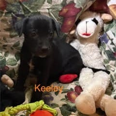Photo of Keeley, adoptable Cattle Dog / Mix in Boonville, Missouri