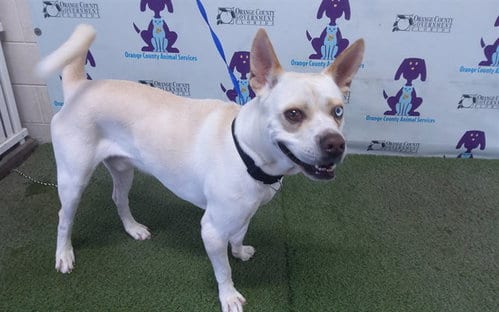 Photo of Hyde, adoptable Siberian Husky in Orlando, Florida