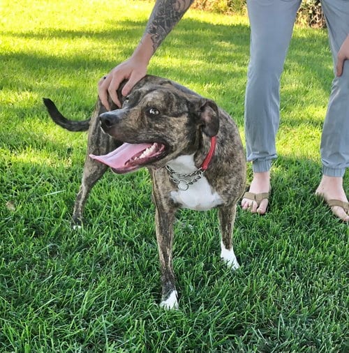Photo of Jinx, adoptable Shepherd in San Bernardino, California