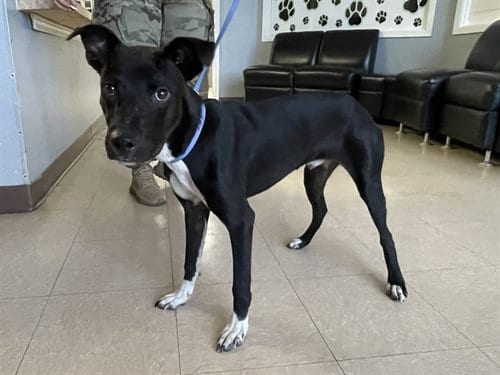 Photo of Moose, adoptable Staffordshire Bull Terrier in Killeen, Texas