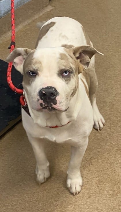 Photo of Rousseau- DEAF, adoptable dog in Chamblee, Georgia