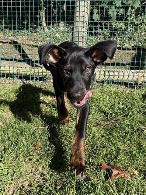 Photo of Nash, adoptable Labrador Retriever in Brewster, Massachusetts