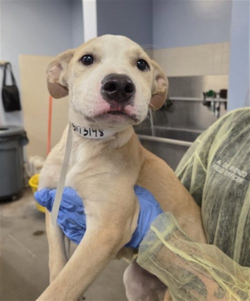 Photo of Crash, adoptable American Pit Bull Terrier in Phoenix, Arizona