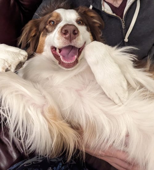 Photo of Korra, adoptable Australian Shepherd in Fort Collins, Colorado
