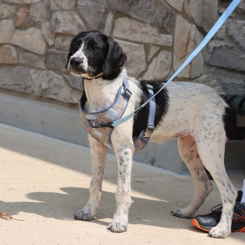 Photo of Wirehaired Terrier Lucy, adoptable Terrier in Chantilly, Virginia