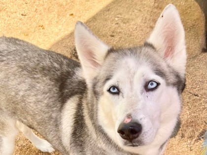 Photo of Spaghetti, adoptable dog in Georgetown, Texas