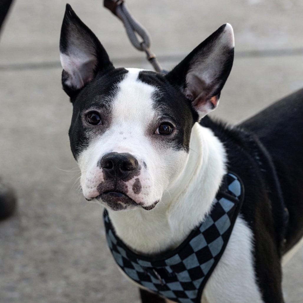 Photo of Oriole, adoptable Terrier, American Staffordshire / Mixed Breed (Medium) in Whitestone, New York