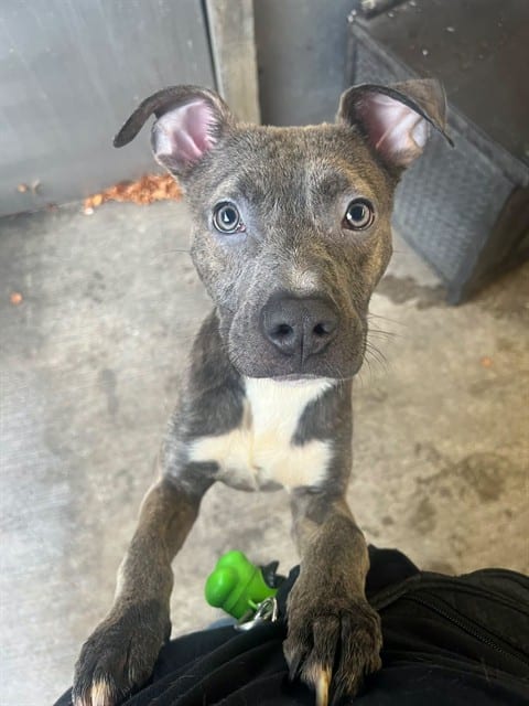 Photo of Diego, adoptable American Pit Bull Terrier in Chicago, Illinois