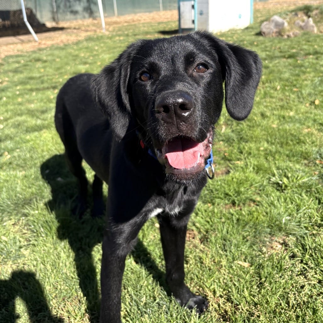Photo of Mojita, adoptable Mixed Breed (Large) in Medford, Oregon