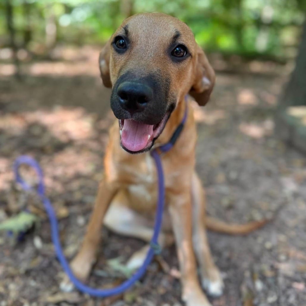Photo of Squish, adoptable Mixed Breed (Medium) in Whitestone, New York