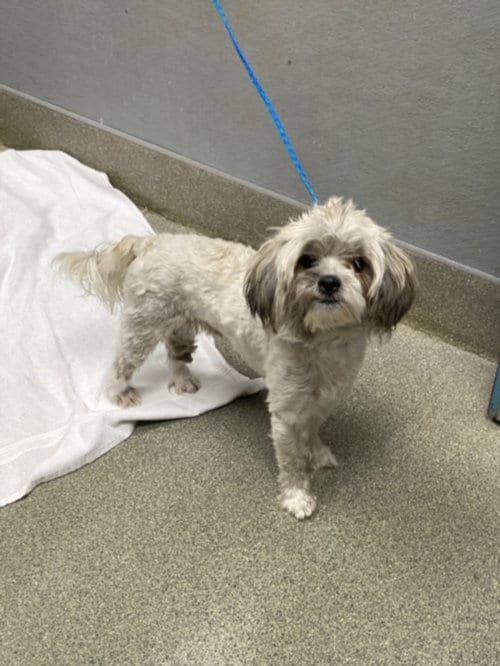 Photo of Mantis, adoptable Maltese in Las Vegas, Nevada