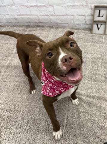 Photo of Medusa, adoptable American Staffordshire Terrier in Detroit, Michigan