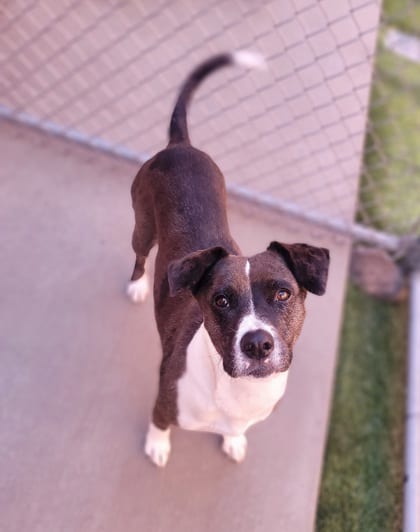 Photo of Betty, adoptable dog in Farmington, New Mexico