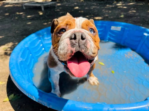 Photo of Athena, adoptable Bulldog in Seal Beach, California