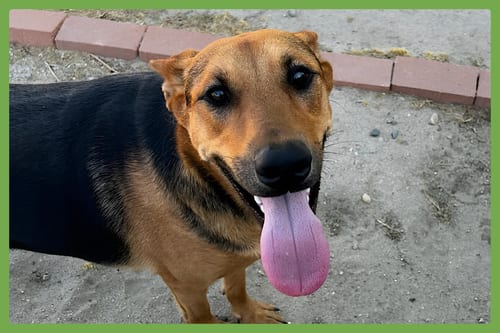 Photo of Sammy, adoptable German Shepherd Dog in Amherst, Massachusetts