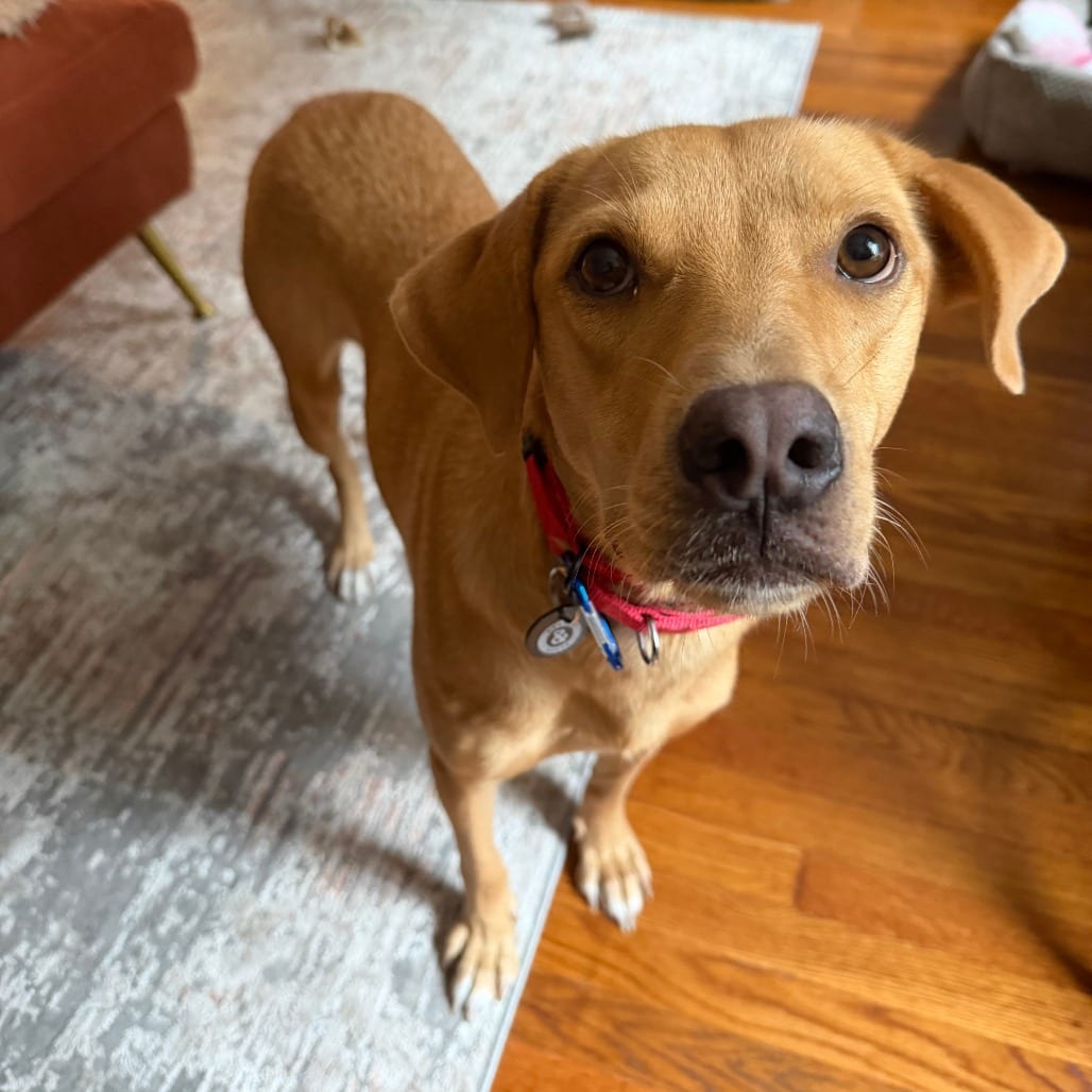 Photo of Butterfly, adoptable Retriever