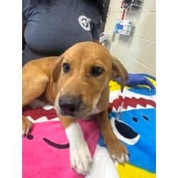 Photo of Chase, adoptable Mixed Breed (Medium) in Baton Rouge, Louisiana