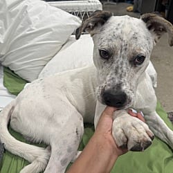 Photo of Atlas-Fresno,, adoptable Dalmatian Australian Cattle Dog in Southern CA, California