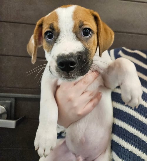 Photo of Jack, adoptable Unknown breed in Rancho Santa Fe, California
