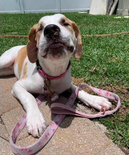Photo of Georgia, adoptable American Bulldog in Osteen, Florida