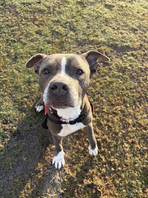Photo of Wally, adoptable American Pit Bull Terrier in Miami, Florida