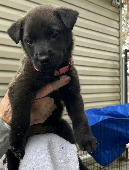 Photo of Connie, adoptable Labrador Retriever in Willingboro, New Jersey