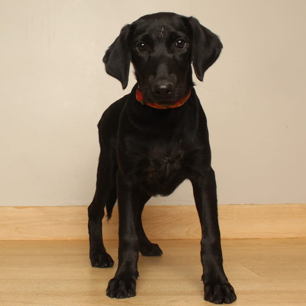 Photo of Etta D71170, adoptable Retriever, Black Labrador / Poodle in Minnesota, Minnesota