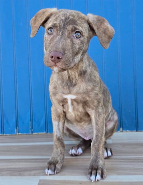 Photo of Meeny, adoptable Labrador Retriever in Sedalia, Colorado