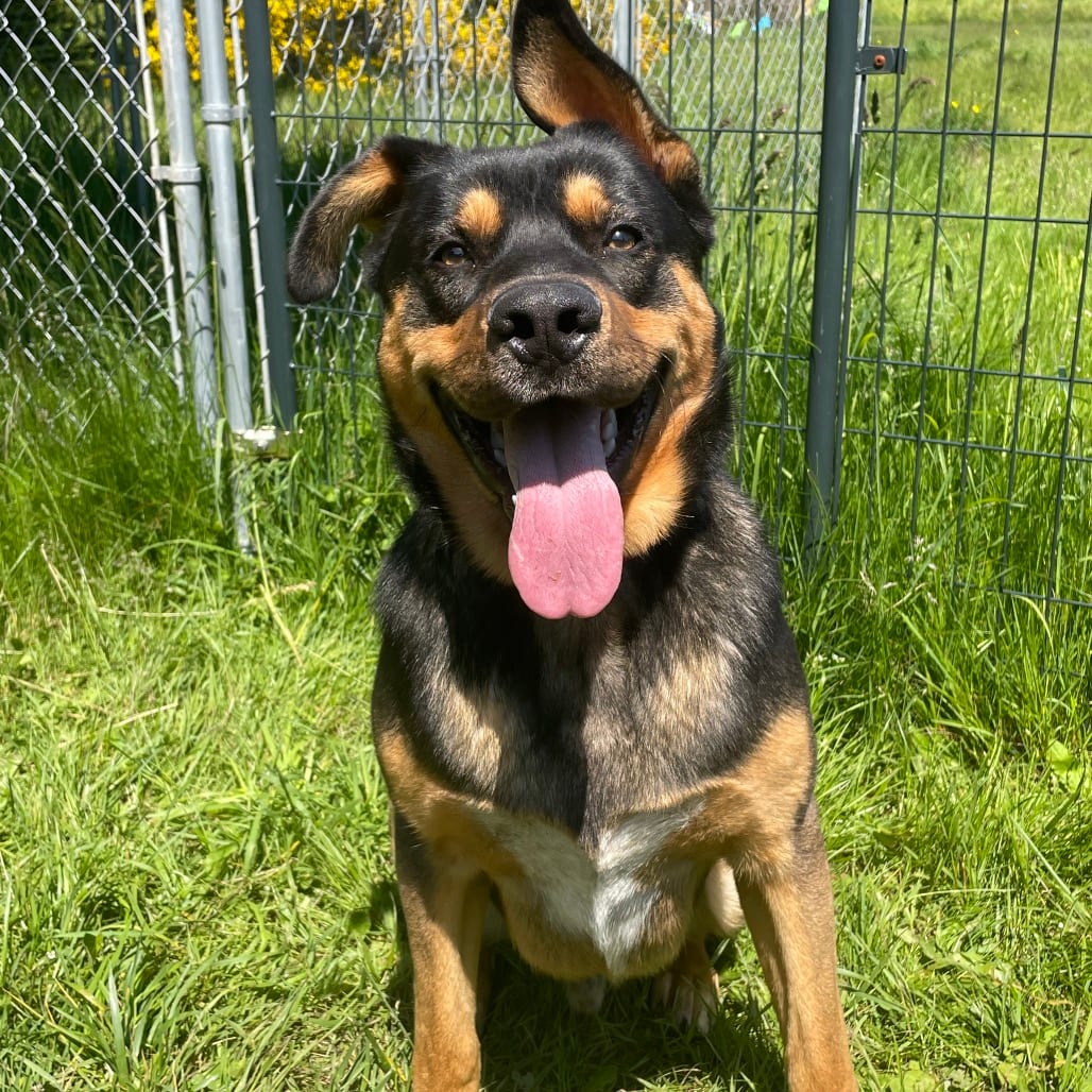 Photo of Goomba, adoptable Shepherd, German / Retriever, Labrador in Port Angeles, Washington