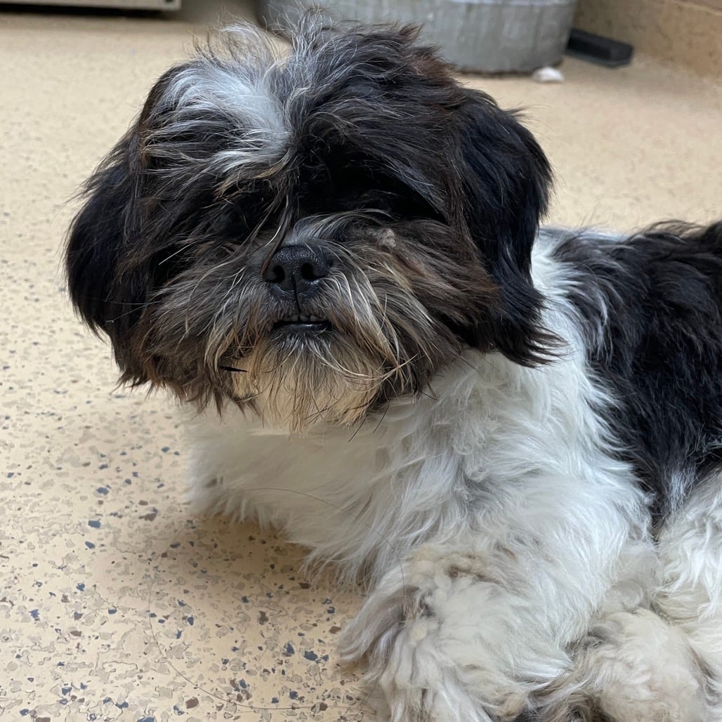 Photo of Fluffers, adoptable Shih Tzu / Mix in Brownsville, Texas